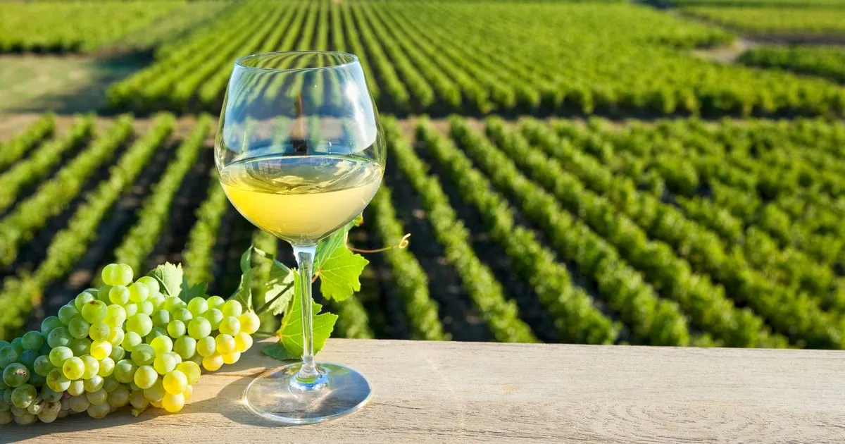 Chinon vineyards and town on a Loire Valley wine tour from Tours