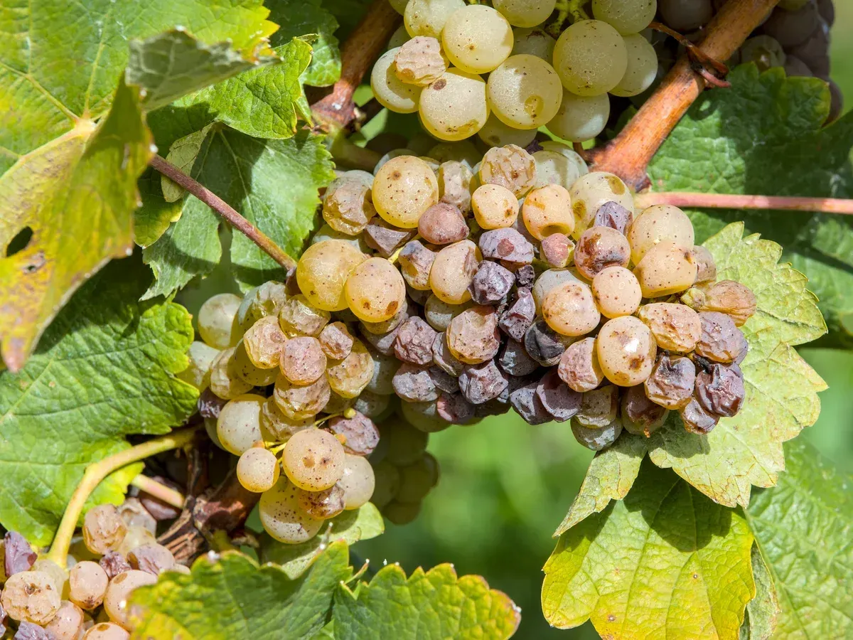 Chenin Blanc grapes in an AOC Vouvray vineyard, poured on a Loire Valley wine tour from Paris