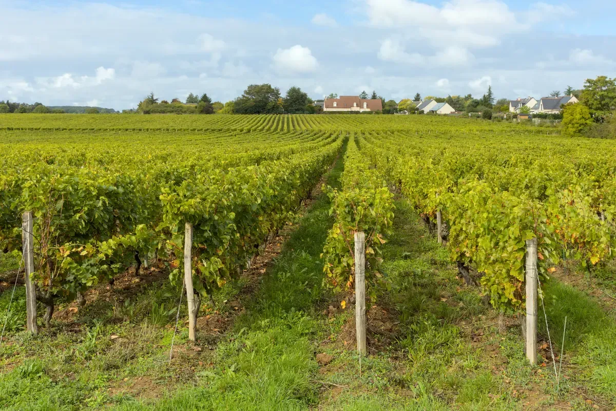 Vineyards of the Vouvray appellation near Rochecorbon, crossed on a Loire Valley wine tour from Tours
